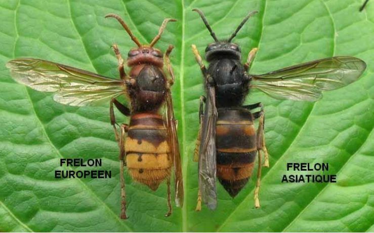 frelon européen et frelon asiatique